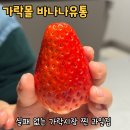 천호청과 | 가락시장 과일가게, 처음 가면 무조건 여기부터 가세요 (실패 없는 과일집, 바나나유통)
