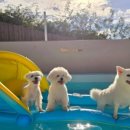 빵순돌이네 하우스 이미지