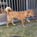 청주진도견연구소 이미지