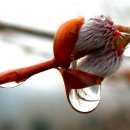 맑고 향기롭게 이미지