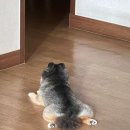 몽몽샵 이미지