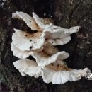 치화목장 이미지