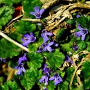 금창초등학교 이미지