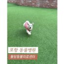 돌담동물의료센터 이미지