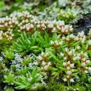 늘보배농장 이미지