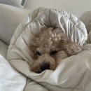 젤리조아 이미지