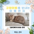 ﻿고양이 장례식장 고양이 화장터 설이에게 보내는 편지 이미지