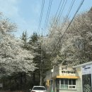 2025 광주 어린이 상상극장 <깔깔나무> | 광주 북구 벚꽃 명소 중외공원 벚꽃 실시간 개화 상황