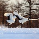 진홍목장 이미지