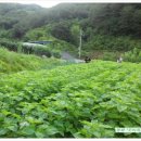 산골산내음 이미지