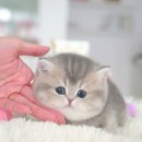 부산고양이분양 모나미네코 해운대본점 | 건강한 아이들만 있는 부산고양이분양 모나미네코 해운대본점
