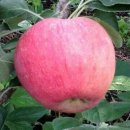 대추밭골 이미지