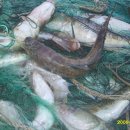 낚시배민박 이미지