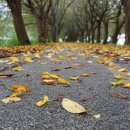 상하리 벚꽃길 이미지