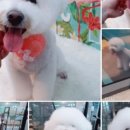 꼬망스 펫 살롱 이미지
