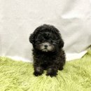 창원강아지분양 헬스독 애견입양 말티푸들포메라니안미니비숑 | 강아지키우기 부산 강아지분양 부산강아지분양 헬스독 애견입양 말티푸들포메라니안미니비숑