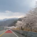 김천 성주 칠곡 벚꽃구경 하세요. 지금 볼링벙개 가는 길. 차가 엄청 막히네요. 늗어도 이해 부탁합니다. 이미지