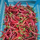 상조농장 이미지