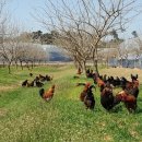 김제아리랑농원 이미지