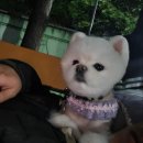 예쁘다 펫살롱 이미지