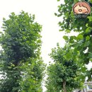 국립암센터 앞 정류장 이미지