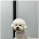 오쿠숑 | 강릉애견미용 오쿠숑에서 만난 행복한 반려견 미용 경험