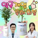 고대메디칼약국 | 약국 개국 개원 개업축하 화분 추천 전국배송 가능