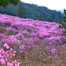 [숨은명산 2024년 4월 10일 수요일] 진주 월아산 숲속의 진주 진달래명산 산행 이미지