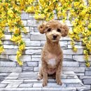 예쁘다 펫살롱 이미지