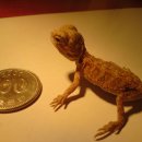 Hatchling Bearded Dragons. 이미지