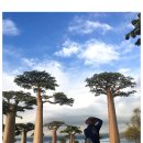 바오밥 이미지