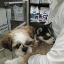 현대동물병원 이미지