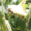 정승농장 이미지