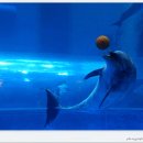 장생포고래박물관 이미지