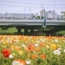 오산천 산책로 이미지