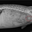 선부중앙동물의료센터 이미지