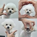 미용하는 강아지 살롱 | 부산 사직동강아지미용, 비숑미용전문 &#39;로운이네살롱&#39; 후기 !!