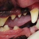 부곡동물병원 이미지