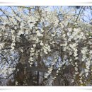 봄꽃에서첫눈까지 이미지