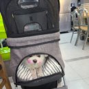 유림켄넬 이미지