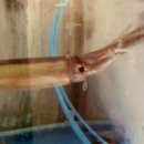 산오징어 이미지