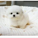 강아지를부탁해(돌봄) | 대전강아지분양 세종애견분양 방문했던 후기