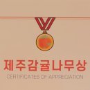 리본나무 이미지