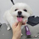 견생공감 이미지
