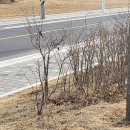 쌀똑핫도그마산 | 220301 먹기만 하는 개강 전 일상