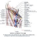 12 - Adductor Longus 긴모음근 장내전근 (長內轉筋 ) 이미지