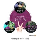 띠앗농장 | 제주 콜라비 띠앗농장 겨울 제철음식, 콜라비 효능도 알아보자