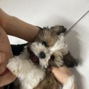 꼬순내 이미지