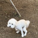 어서왈왈 | 대구 왈왈유치원 찐 후기