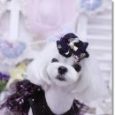 프린세스 말티즈 이미지